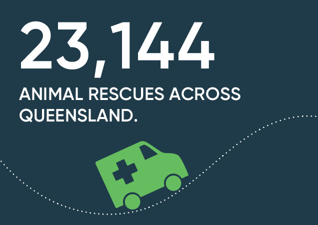 Infographic of number of animal rescues by RSPCA across Queensland.